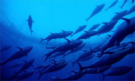 Thị trường cá ngừ Tây Ban Nha tuần 22 (285 – 362012)