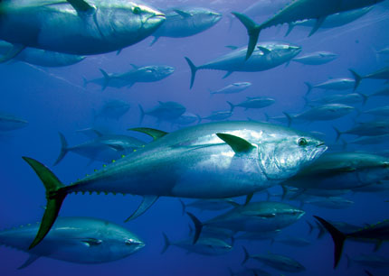 Thị trường cá ngừ Tây Ban Nha tuần 24 (11 – 1762012)