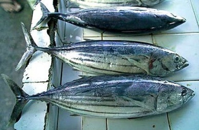 Thị trường cá ngừ Tây Ban Nha tuần 32 (6 – 1282012)