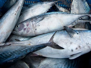 Thị trường cá ngừ Tây Ban Nha tuần 43 (22 - 28102012)