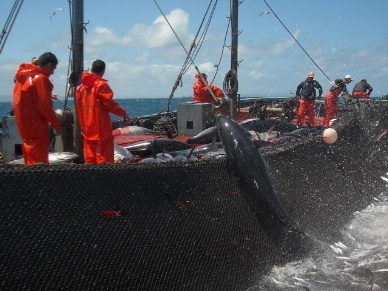 Thị trường cá ngừ Tây Ban Nha tuần 46 (12 – 18112012)