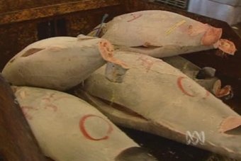 Thị trường cá ngừ Tây Ban Nha tuần 48 (2611 – 2122012)