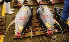 Thị trường cá ngừ Tây Ban Nha tuần 13 (25 – 3132013)