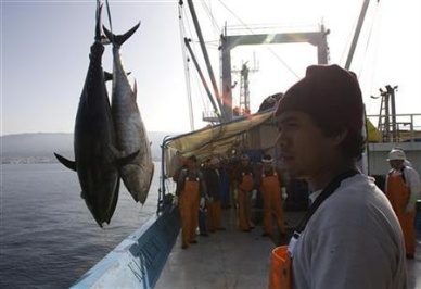 Thị trường cá ngừ Tây Ban Nha tuần 14 (1 – 742013)