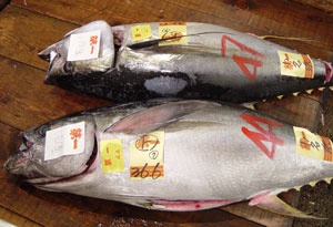 Thị trường cá ngừ Tây Ban Nha tuần 29 (15 – 2172013)