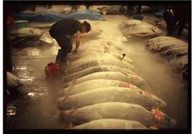 Thị trường cá ngừ Tây Ban Nha tuần 40 (1 – 7102012)