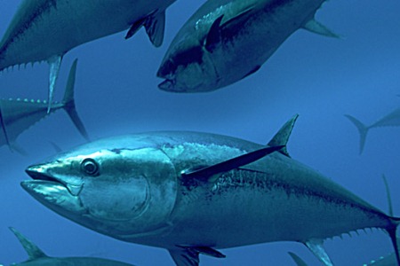 Thị trường cá ngừ vây xanh đông lạnh Nhật Bản tháng 42011