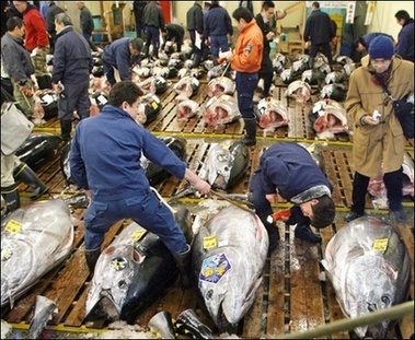 Thị trường cá ngừ vây xanh đông lạnh Nhật Bản tháng 62013