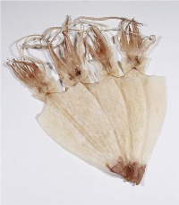 Thị trường mực nang Mỹ tháng 62013