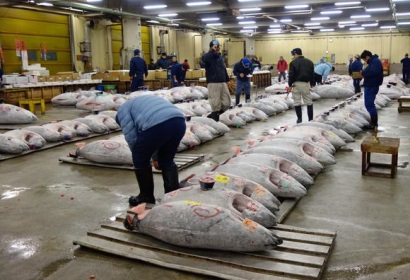 Giá cá ngừ vây xanh tại Nhật Bản ngày càng giảm