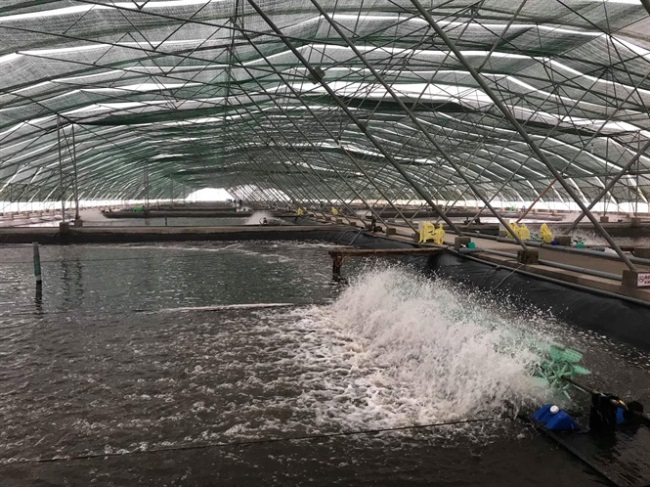 Mỹ Nhập khẩu tôm tăng trong tháng 22020 mặc dù Covid-19