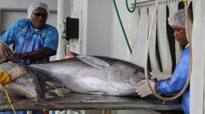 Mỹ công bố dữ liệu mới nhất về tiêu thụ cá ngừ