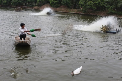 Những kinh nghiệm nuôi thâm canh cá