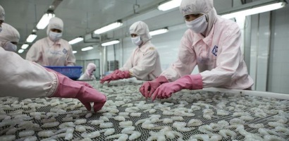 Kỳ vọng xuất khẩu tôm đạt 4,2 tỷ USD và những giải pháp