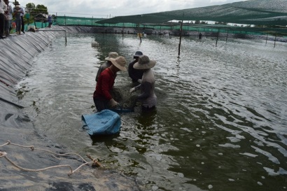 Nuôi tôm công nghệ cao thắng lớn