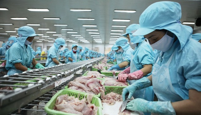 Xuất khẩu cá tra sang EU Sau hồi phục COVID-19 là tận dụng EVFTA