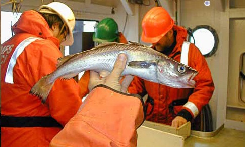 Hàn Quốc Nhập khẩu cá minh thái đông lạnh tăng 23%