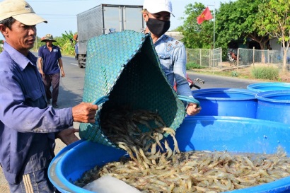 Để nuôi tôm thâm canh bền vững