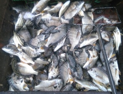 Nuôi tôm, cua quảng canh... lợi nhuận cao rủi ro cũng lớn