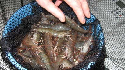 Mỹ Sản lượng tôm nuôi giảm năm 2016