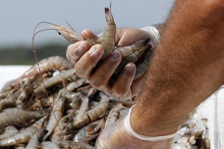 Mỹ Giá trị nhập khẩu tôm giảm trong tháng 102019