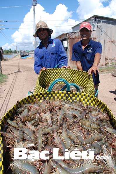 Bí quyết làm giàu bằng nuôi tôm sạch Đâu chỉ có con giống!