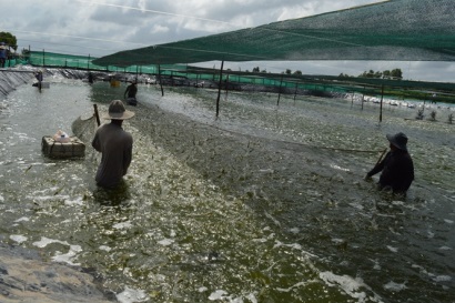 ĐBSCL tăng tốc tôm nuôi nước lợ, kỳ vọng trúng mùa, trúng giá