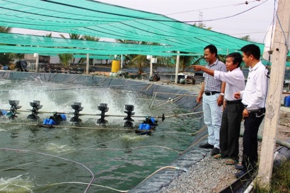 Ăn tết to nhờ tôm công nghệ cao