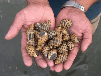 Ninh Hòa (Khánh Hòa) Thả nuôi hơn 200ha ốc hương