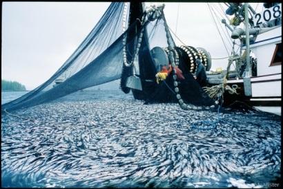 Vịnh Ba Tư Biến đổi khí hậu làm giảm đa dạng sinh học và tiềm năng thủy sản 