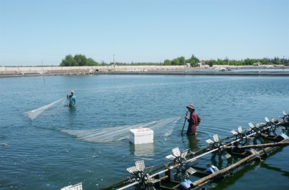 Vùng tôm hồi sinh sau biển động