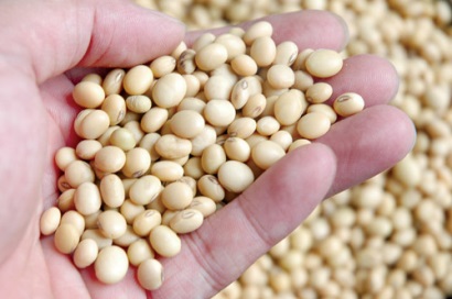 Chiến tranh thương mại với Trung Quốc ảnh hưởng các nhà sản xuất đậu tương Mỹ