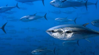 Australia đề cao việc bảo vệ cá ngừ