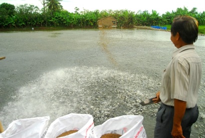 ĐBSCL Cá tra giống tăng giá