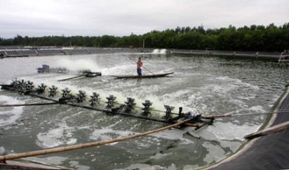 Giá tôm thế giới tiếp tục giảm