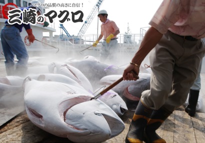 Nhật Bản giảm nhập cá ngừ trong tháng 122016