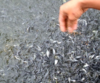 Quoc Viet Co.,Ltd Cung cấp cá tra giống