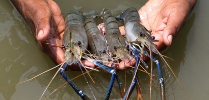 Bangladesh Xuất khẩu tôm giảm 