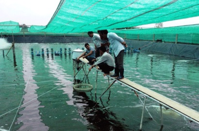 Nuôi tôm công nghệ cao lãi kép, vừa an toàn vừa thu bạc tỷ