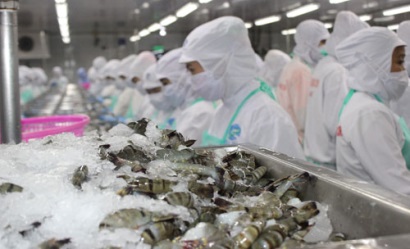 Lần đầu tiên 900 hộ dân cùng góp đất nuôi tôm rừng