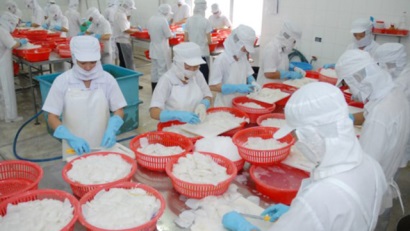 Xuất khẩu mực, bạch tuộc tăng trưởng ổn định trong tháng 11