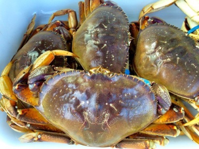 Trung Quốc Giá cua Dungeness tăng 