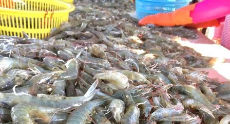 Ấn Độ Giá tôm dự kiến ổn định đầu năm 2020 