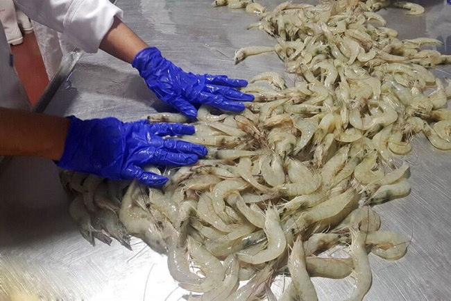 Trung Quốc Nhập khẩu tôm tăng trong tháng 42020