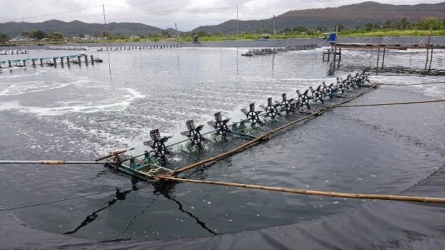 Ngành tôm Ấn Độ đã vượt qua cuộc khủng hoảng Covid-19 như thế nào