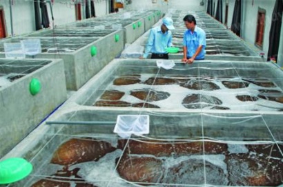 Cà Mau sản xuất tôm giống đạt 20 tỷ con vào năm 2020