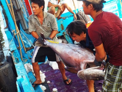 Ngư dân bất ngờ trúng đậm cá ngừ trên biển Trường Sa