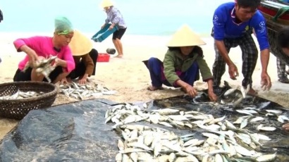Ngư dân bãi ngang Quảng Bình trúng đậm mùa cá trích