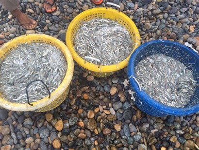 Bình Thạnh (Tuy Phong, Bình Thuận) Trúng đậm cá cơm