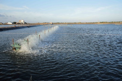 Phát triển chuỗi giá trị sản xuất tôm bền vững - công bằng